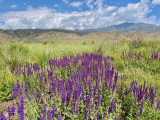Obraz premium Blooming wildflower meadow in the Maly River Valley, Kyrgyzstan, with natural mountain landscape.