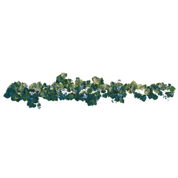 Ipomoea nil tree plan, top view, cutout, transparent background, isolate, Vibrant green ivy leaves close-up, detailed texture, nature background, botanical element