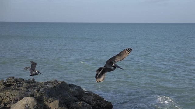P&eacute;lican s'envolant en bord de plage Guadeloupe