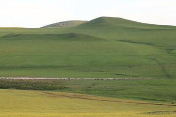 Obraz premium Sheep and herder set against vast landscape in Inner Mongolia landscape