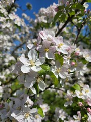 Kwitnąca gałązka jabłoni z biało-różowymi kwiatami w pełnym słońcu © Joanna