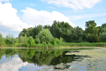 summer Landscape with a pond and green forest reflected in Water 