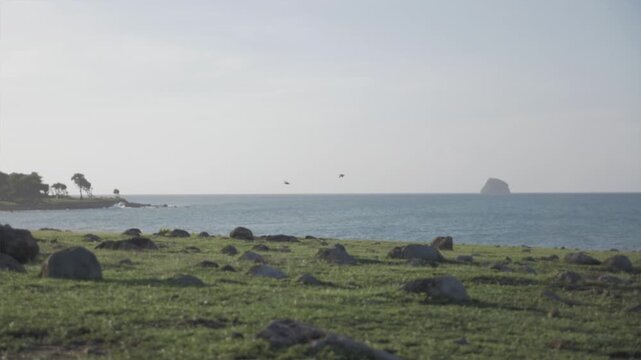 P&eacute;licans volant en bord de plage Guadeloupe
