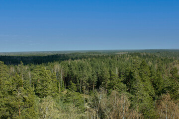 Fototapeta premium Expansive Forest Landscape Under Blue Sky
