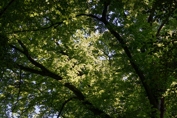 Obraz premium Lush green forest canopy illuminated by sunlight, dense deciduous leaves and dark branches. Natural woodland background in summer. European beech tree (Fagus sylvatica).