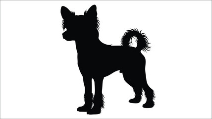 A black chihuahua stands in profile a striking silhouette © MdMosharef