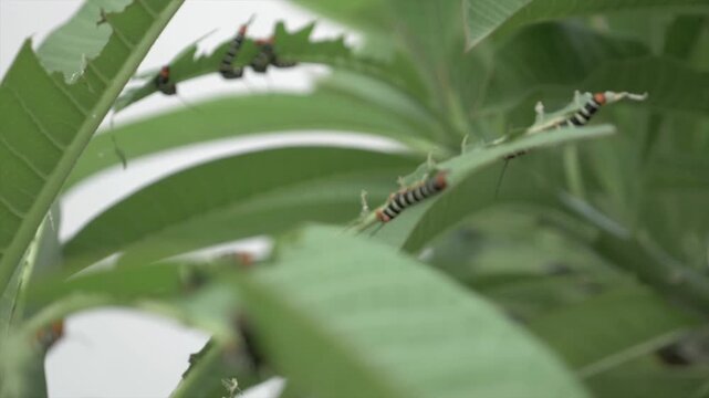 Chenille noir et jaune mangeant des feuille en Guadeloupe