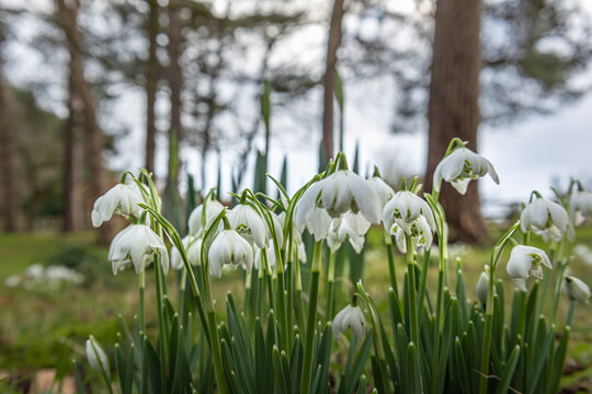 close up of snowdrops blooming in an English garden in winter