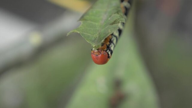 Chenille noir et jaune mangeant des feuille en Guadeloupe