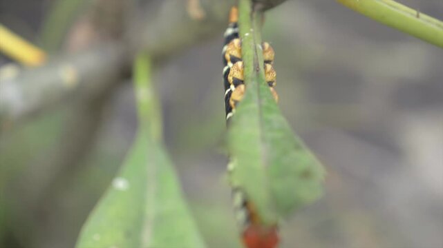 Chenille noir et jaune mangeant des feuille en Guadeloupe