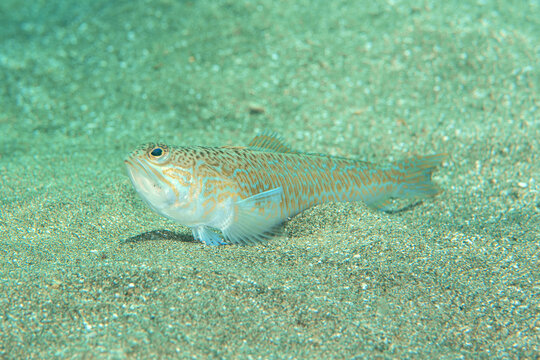 Close-up of greater weever (Trachinus draco) underwater, Tenerife