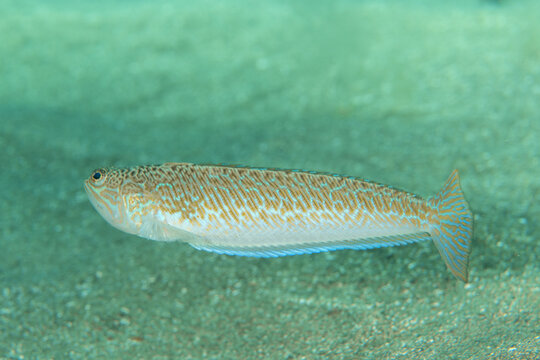 Close-up of greater weever (Trachinus draco) underwater, Tenerife