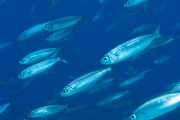 Fototapeta premium School of Bogue fish in Tenerife Atlantic waters
