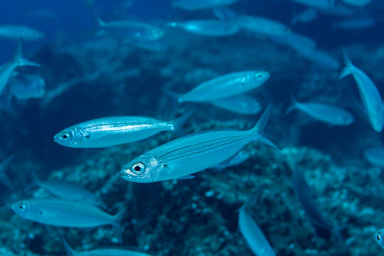 School of bogue fish over volcanic reef in Abades, Tenerife