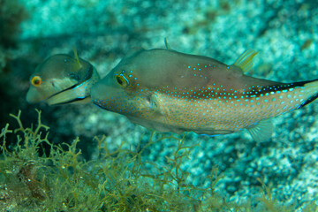 Naklejka premium Close-up of Atlantic sharpnose puffer (Canthigaster capistrata) underwater, Tenerife
