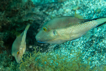 Fototapeta premium Close-up of Atlantic sharpnose puffer (Canthigaster capistrata) underwater, Tenerife