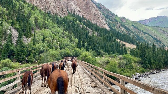 Large herd of wild horses roaming freely in the Maly River Valley, Kyrgyzstan.