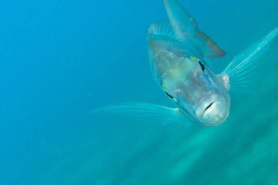 Close-up of Common seabream (Pagrus pagrus) underwater, Tenerife