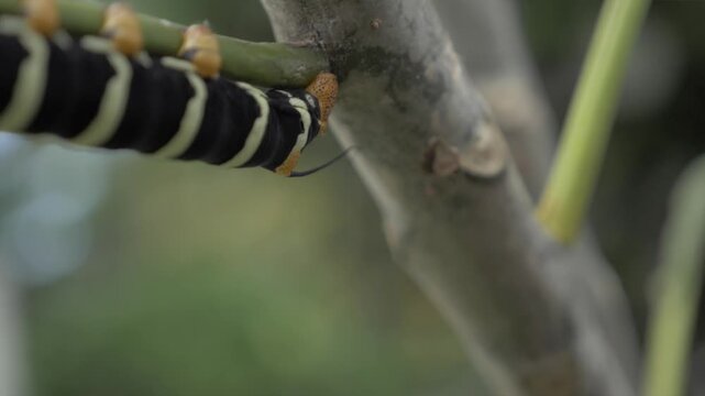 Chenille noir et jaune mangeant des feuille en Guadeloupe