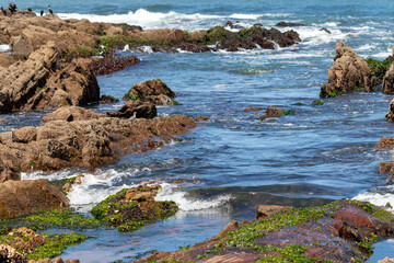 La Paloma, Uruguay &ndash; Wildlife and Coastal Landscape	