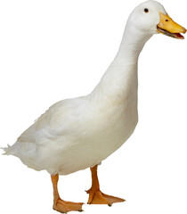 white duck isolated on white © Maksim