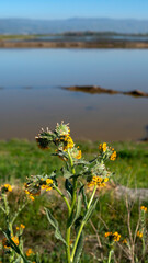 Delicate clusters of yellow blossoms glowing in the foreground while a serene waterscape and curving shoreline pattern fade gently into the background