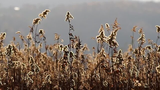goldenrod field in autumn