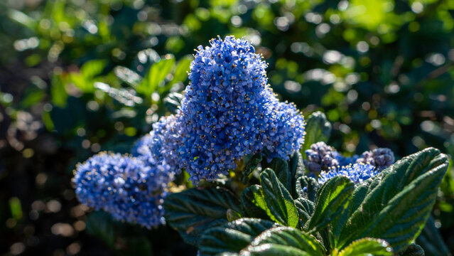 Dense mound of vivid blue blossoms framed by shiny veined leaves, standing out brightly as the background melts into a gentle, glowing blur