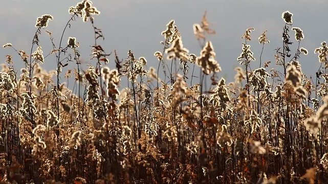 goldenrod in the wind