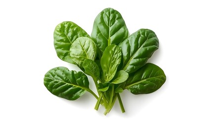 Fototapeta premium fresh spinach leaves isolated