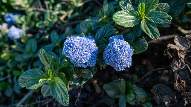 Richly colored cluster of tiny blue‑violet flowers emerging from dark green foliage, captured in sharp detail against a softly blurred natural backdrop