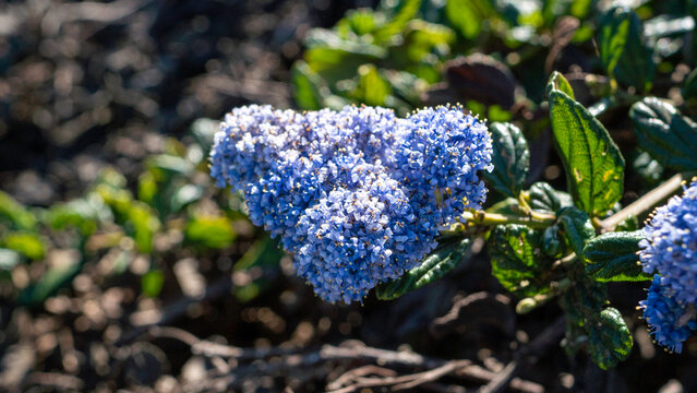 Richly colored cluster of tiny blue‑violet flowers emerging from dark green foliage, captured in sharp detail against a softly blurred natural backdrop