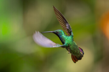 Obraz premium A Black-throated Mango (Anthracothorax nigricollis) hummingbird flying into a flower in the Atlantic Rainforest of Brazil. 