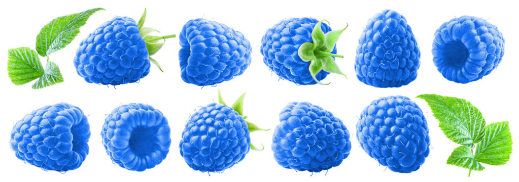 Set of juicy ripe blue raspberries with leaves isolated on transparent background.