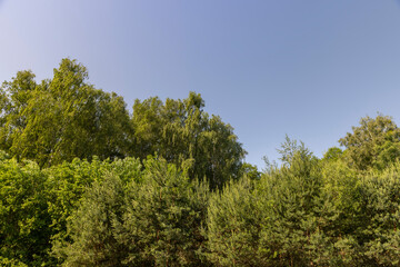 Obraz premium landscape with foliage of different types of deciduous trees against a blue sky in sunny weather, green foliage of an oak tree growing in a field in the summer season