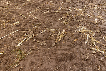 a corn field in cloudy cold autumn weather during harvest, an agricultural field with a ripe corn crop that is harvested and after harvesting, the soil and pieces of corn