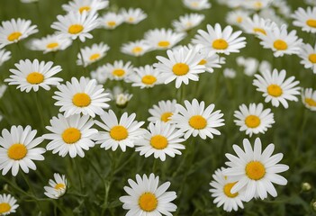 Fototapeta premium Beautiful white daisy flowers growing in a sunny green spring meadow