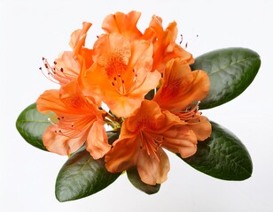 orange alpine rose rhododendron cluster on white ideal for gardening and spring design