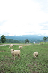 A group of sheep are grazing in a field