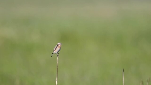 A Whinchat (Saxicola rubetra) perched on the tip of a branch in its natural habitat, surveying its surroundings.