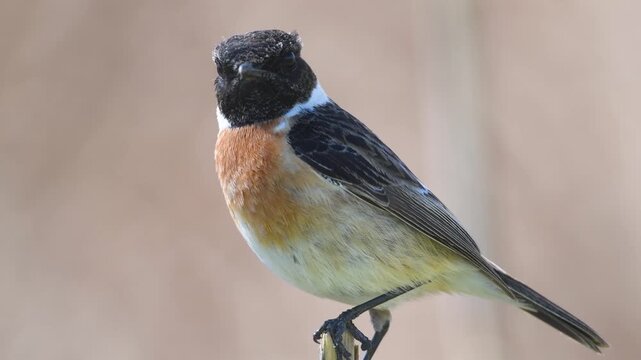 A male European Stonechat (Saxicola rubicola) perched on the top of a branch, watching its surroundings.
