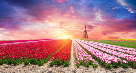 Landscape with tulips, traditional dutch windmills and houses near the canal in Zaanse Schans, Netherlands, Europe . High quality photo