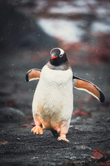 A Gentoo penguin walking energetically across a dark rocky beach in Antarctica, flippers outstretched for balance during a light snowfall. © Nick