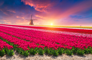 Landscape with tulips, traditional dutch windmills and houses near the canal in Zaanse Schans, Netherlands, Europe . High quality photo