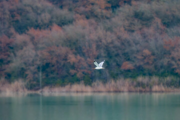Obraz premium gaviota sobrevolando el lago de Terradets, Pallras Lluça