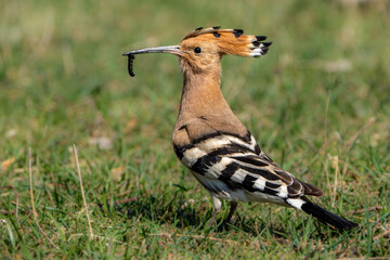 hoopoe © pityke70