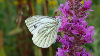 The green-veined white butterfly (Pieris napi) feedding on purple loosestrife flowers © Distracted_by_Bugs
