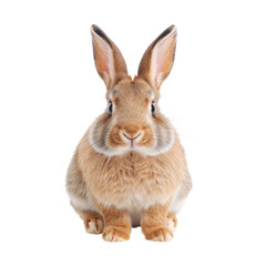 Obraz premium Rabbit Sitting Calmly in a Studio Environment With White Background During Daylight Hours
