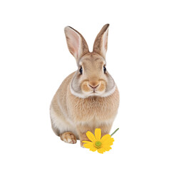 Obraz premium Rabbit Sitting Next to a Yellow Flower on a White Background in a Simple Setting