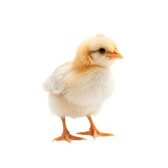 Obraz premium Small Chick Standing Alone in a Bright Space With Soft Feathers and Yellow Color